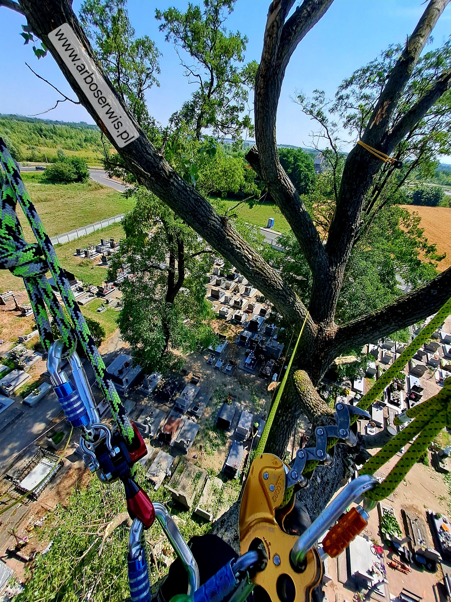 Widok z korony drzewa na cmentarz podczas prac arborystycznych, liny i sprzęt wspinaczkowy w pierwszym planie, etykieta z adresem strony internetowej na pniu.