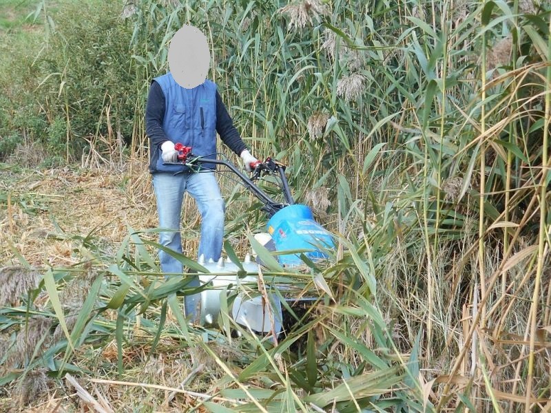 Operator w niebieskiej kamizelce obsługuje kosiarkę bijakową w wysokiej trawie i trzcinach, teren podmokły, widoczne ścięte źdźbła.