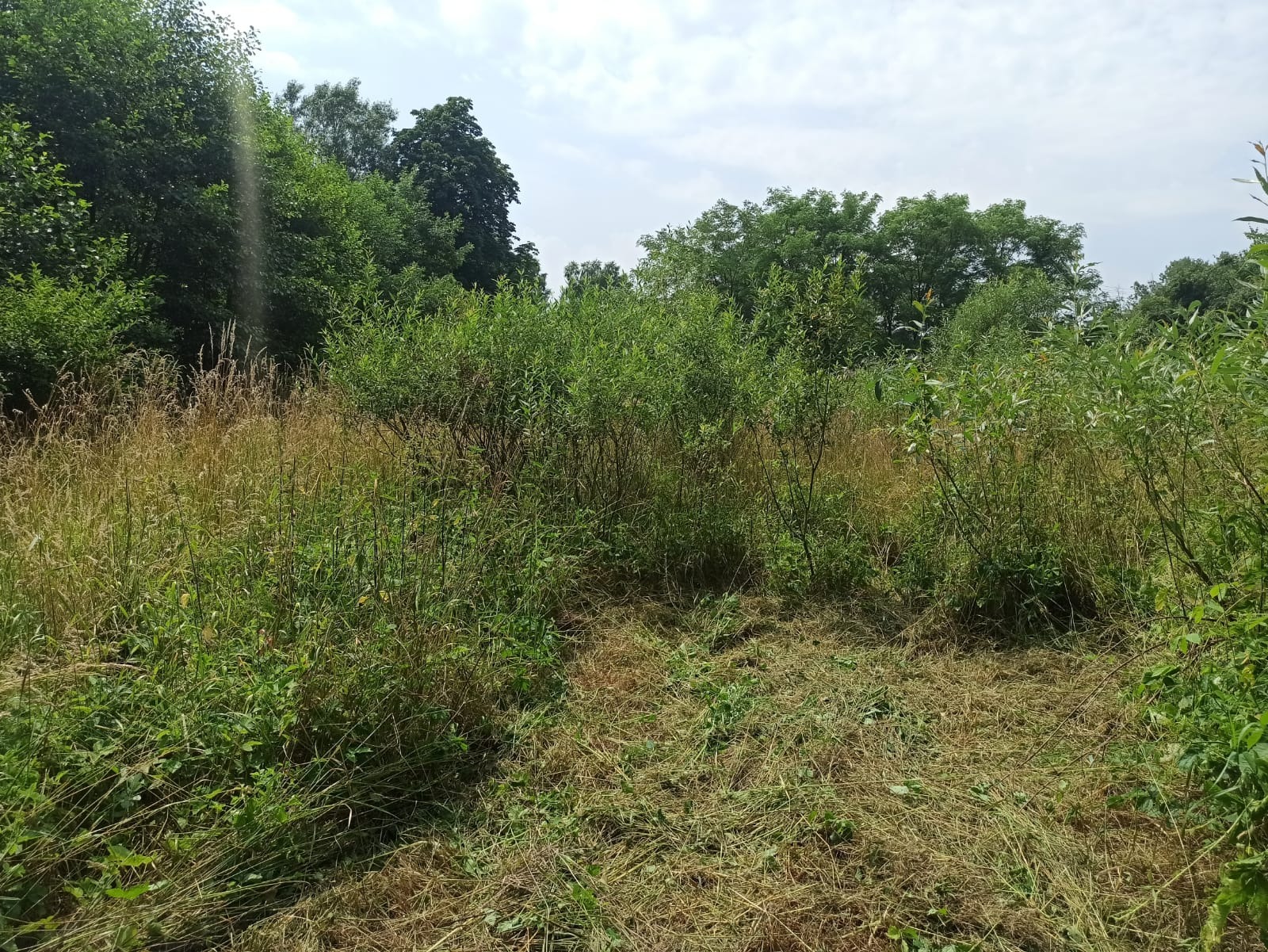 Teren z częściowo skoszoną trawą, widoczne kępy wysokiej trawy i krzewów, w tle drzewa.