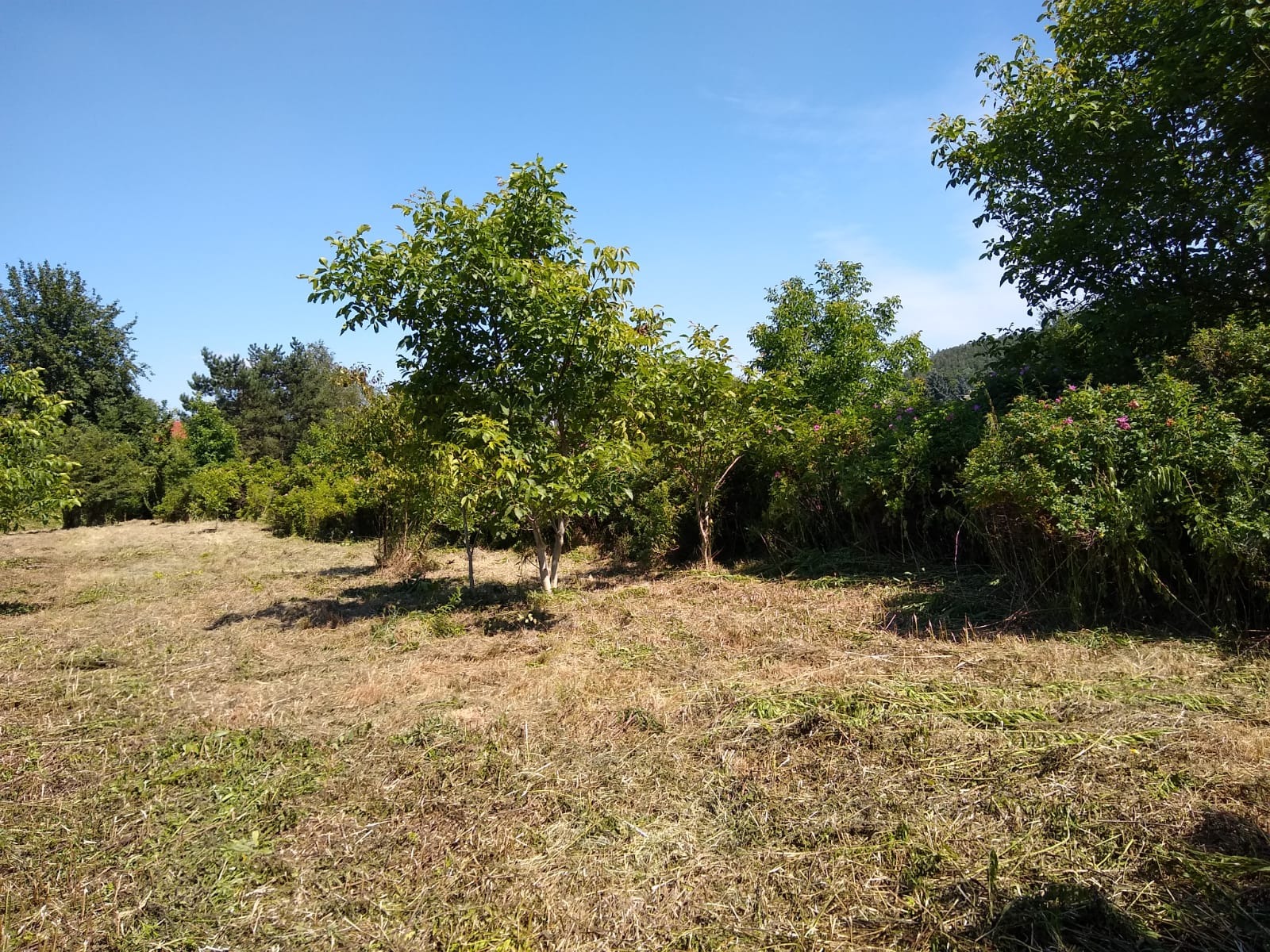 Teren z niską trawą i młodymi drzewkami, w tle krzewy z różowymi kwiatami, błękitne niebo.