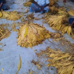 Dla rolnictwa Berlin 3