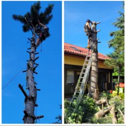 Dwa ujęcia: Arborysta w uprzęży, wspinający się na wysoką sosnę z liną, oraz drugi arborysta na drabinie, przy pniu obciętego drzewa z piłą łańcuchową, z domem i zielenią w tle.