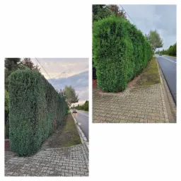 Długi, równo przycięty żywopłot z tui wzdłuż chodnika i ulicy, widoczny samochód w oddali, pochmurne niebo.