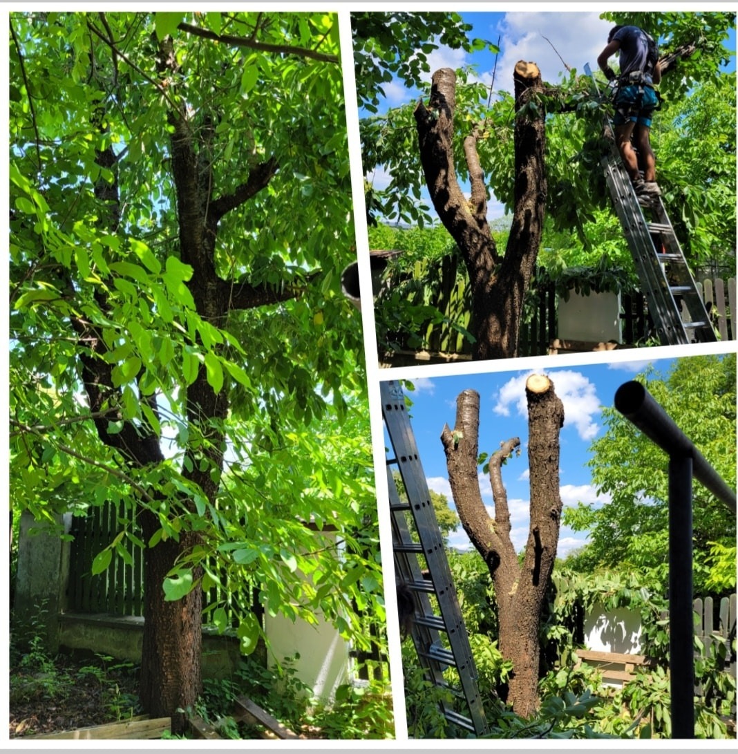 Kolaż zdjęć prezentujący drzewo przed i po przycięciu gałęzi. Na jednym ze zdjęć mężczyzna na drabinie, zabezpieczony uprzężą, przycina gałęzie drzewa.