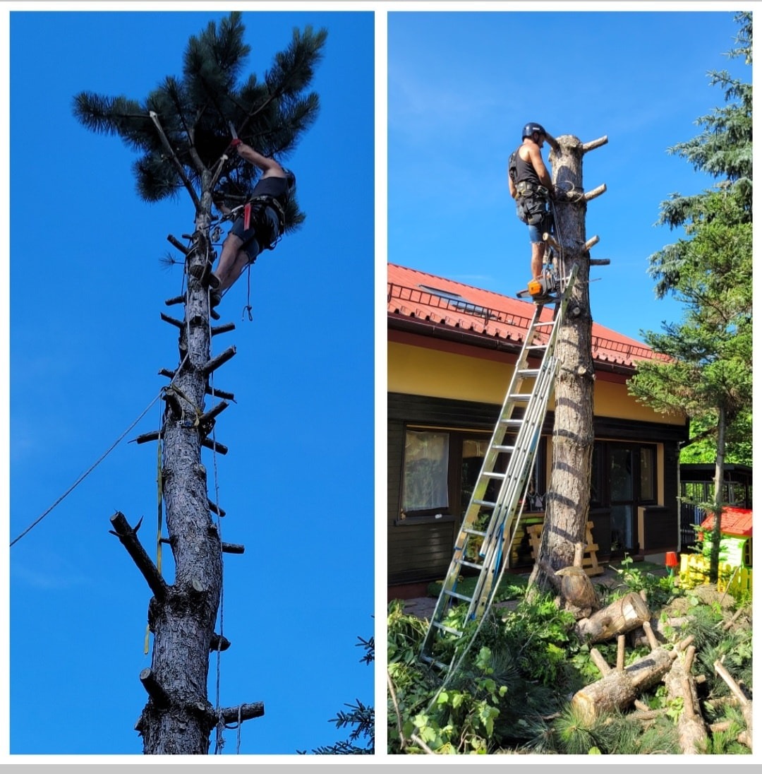 Dwa ujęcia: Arborysta w uprzęży, wspinający się na wysoką sosnę z liną, oraz drugi arborysta na drabinie, przy pniu obciętego drzewa z piłą łańcuchową, z domem i zielenią w tle.