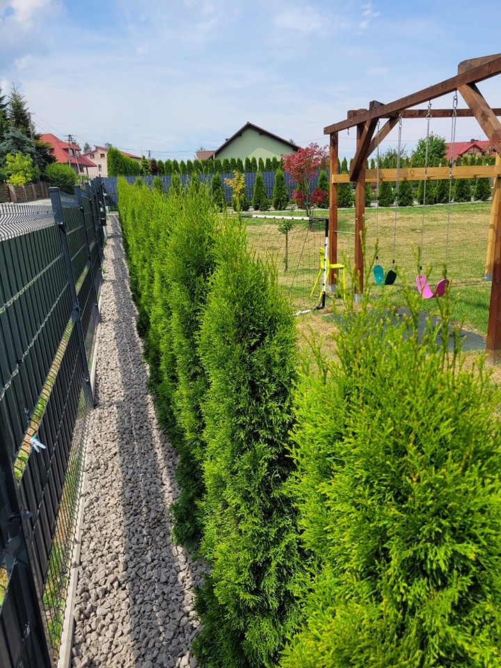 Równy szpaler świeżo posadzonych, gęstych tuj szmaragdowych wzdłuż metalowego ogrodzenia, wysypany jasnym grysem, w tle plac zabaw z huśtawkami i zadbany trawnik.
