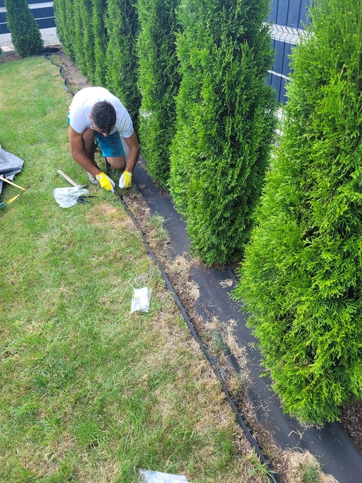 Mężczyzna w żółtych rękawicach montuje czarną obrzeże trawnikowe wzdłuż rzędu tuj, widoczna trawa i narzędzia.