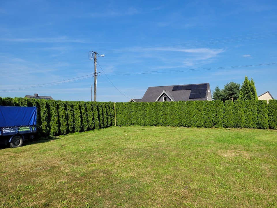 Długi, równo przycięty żywopłot z tui szmaragdowej oddzielający trawnik od posesji z domem z panelami słonecznymi na dachu; na pierwszym planie trawnik, z boku widoczna przyczepa z plandeką.