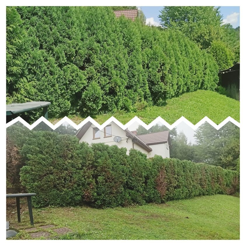 Dwa ujęcia tej samej posesji przed i po przycięciu żywopłotu z tui, widoczny dom jednorodzinny w tle, zielony trawnik.