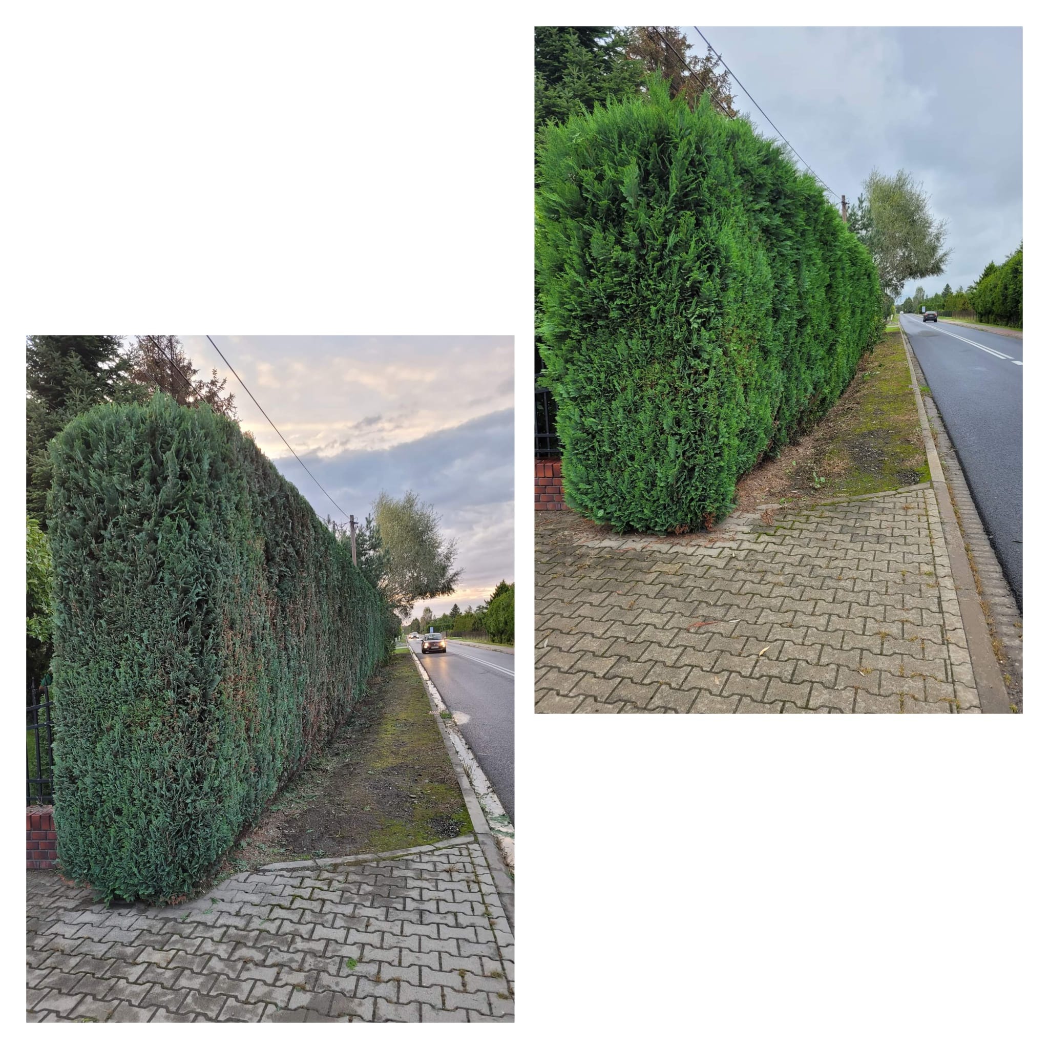 Długi, równo przycięty żywopłot z tui wzdłuż chodnika i ulicy, widoczny samochód w oddali, pochmurne niebo.