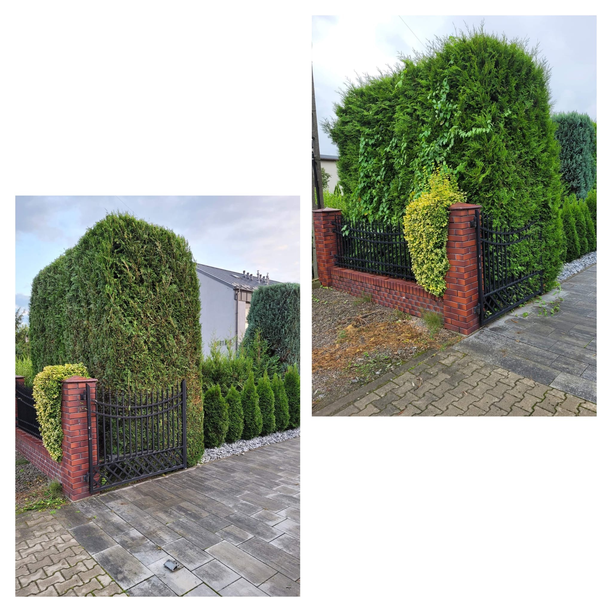 Gęsty żywopłot z tuj, przycięty w formie ściany, oddzielający posesję od ulicy, z fragmentem metalowej bramki i ceglanymi słupkami.