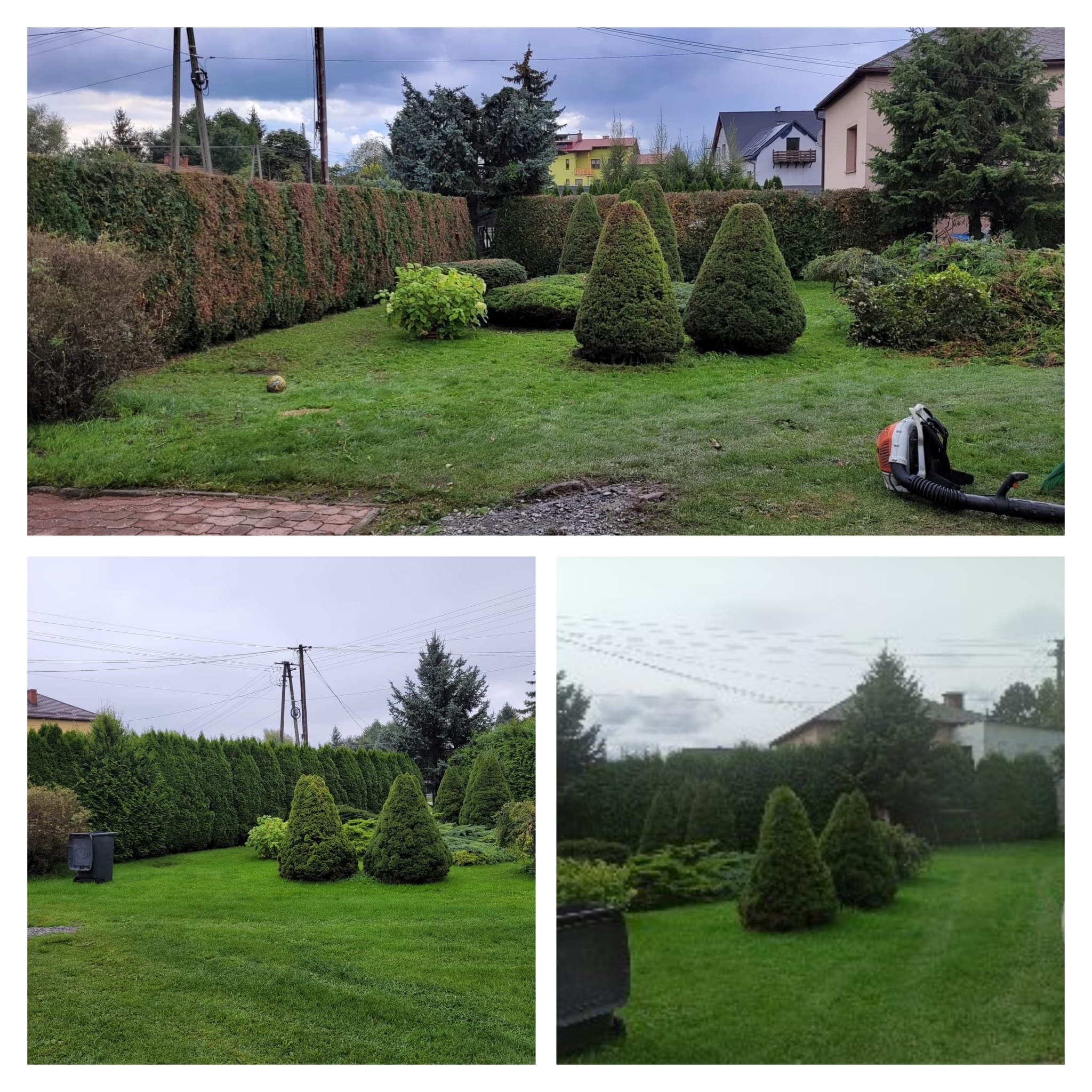 Uporządkowany ogród po strzyżeniu z równo przystrzyżonymi tujami w kształcie stożków, zielonym trawnikiem i żywopłotem w tle, z dmuchawą do liści leżącą na trawie.