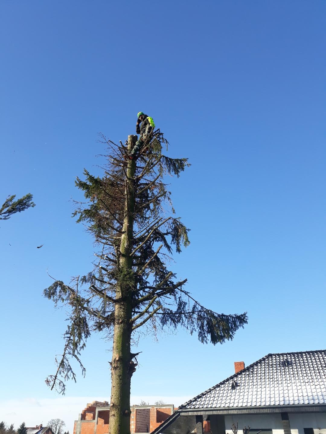Pracownik w odzieży ochronnej na szczycie częściowo ogołoconego drzewa iglastego w trakcie prac, na tle błękitnego nieba i dachu budynku.