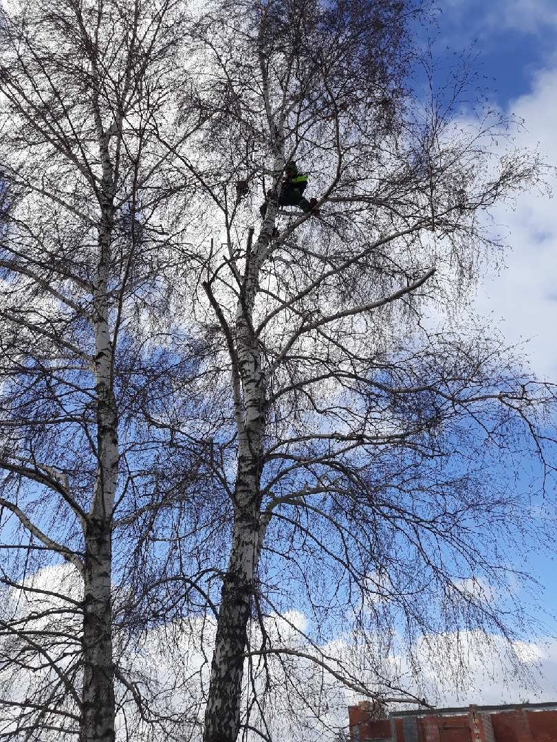 Pracownik w uprzęży na wysokości, przycina gałęzie wysokiego drzewa, widoczne dwa pnie brzozy na tle błękitnego nieba z chmurami.