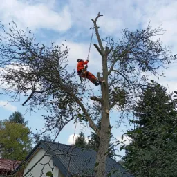Alpinistyczna wycinka orzecha