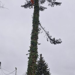 Mobilny Alpinista - Usługi Wysokościowe - Sadzenie drzew i krzew&oacute;w Dąbrowa Tarnowska
