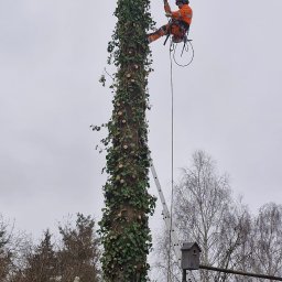 Usługi w ogrodzie Dąbrowa Tarnowska