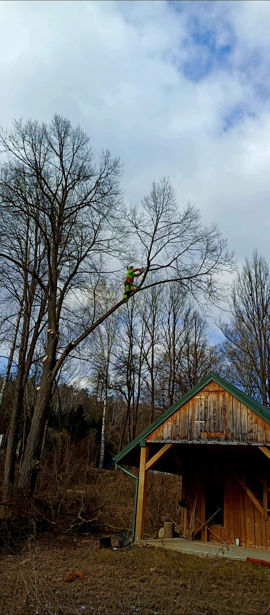 Arborysta w kasku i kombinezonie, na wysokości, przycina gałęzie drzewa za pomocą piły łańcuchowej; w tle widoczne inne drzewa i drewniana altanka.