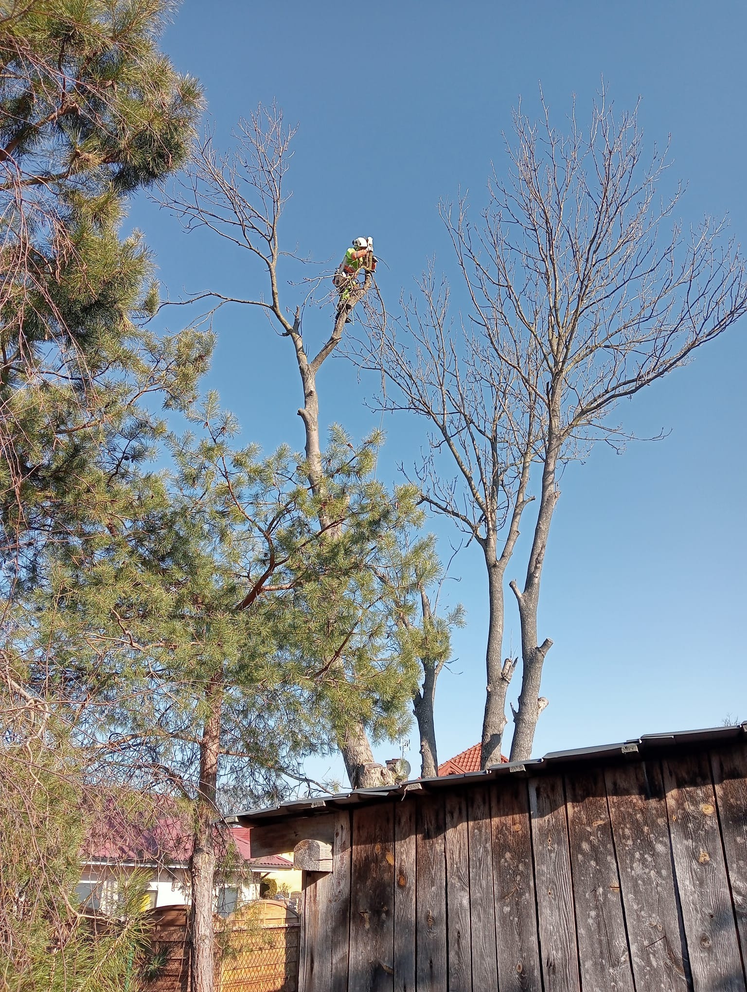 Pracownik w kasku i uprzęży, na wysokości, przycina gałęzie wysokiego, bezlistnego drzewa, obok sosna, w tle błękitne niebo.
