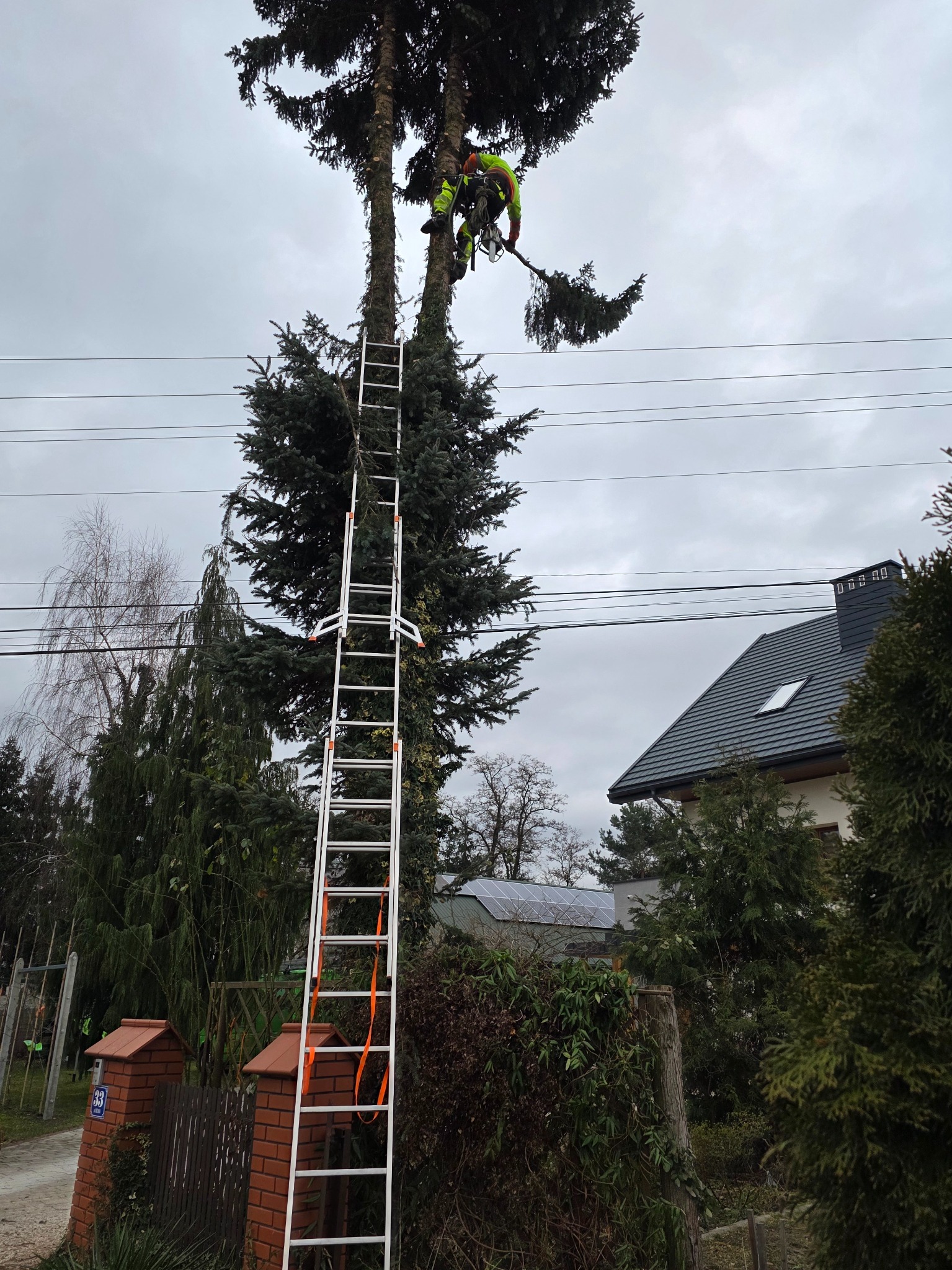 Pracownik w uprzęży, na wysokości, przycina gałęzie świerku z użyciem piły spalinowej, drabina oparta o pień drzewa, widoczne linie energetyczne, pochmurne niebo.