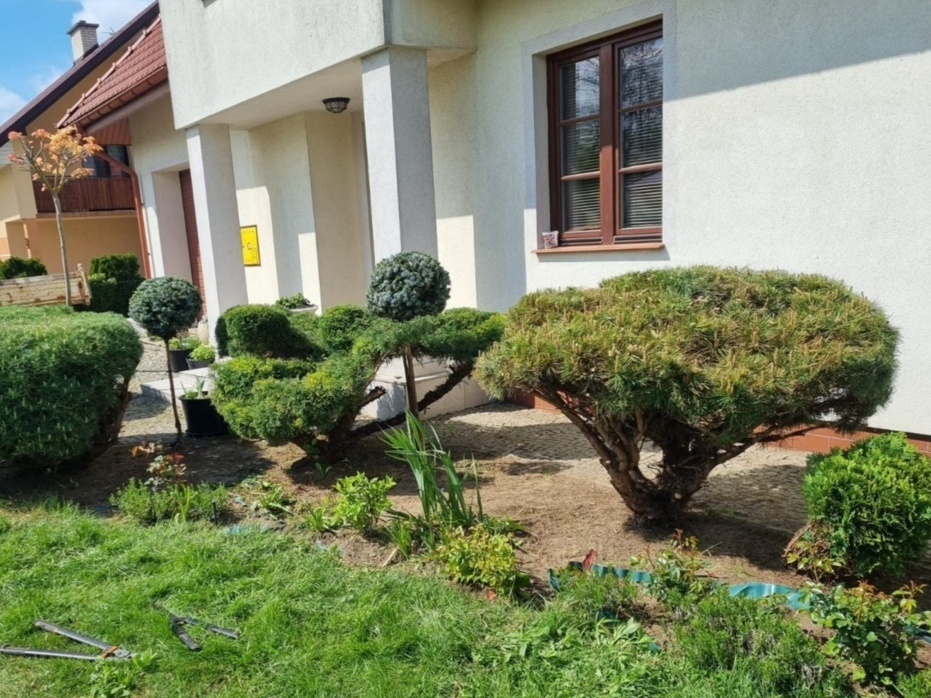Formowane krzewy ozdobne i drzewka w ogrodzie przed domem, widoczne narzędzia ogrodnicze na trawniku.