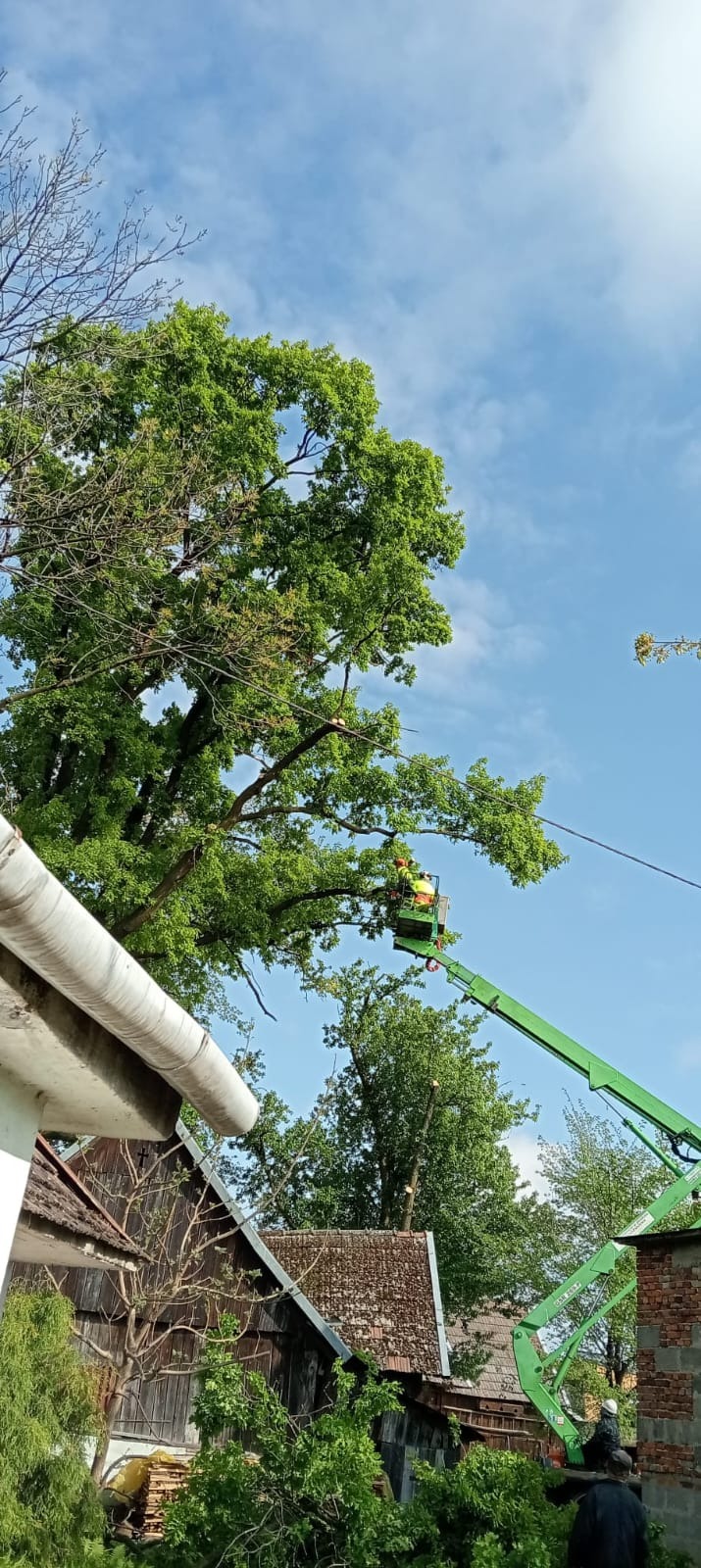 Pracownik w pomarańczowej kamizelce na podnośniku koszowym, obok rozłożystego drzewa z zielonymi liśćmi na tle błękitnego nieba, wykonuje prace na wysokości, widoczny fragment dachu budynku.