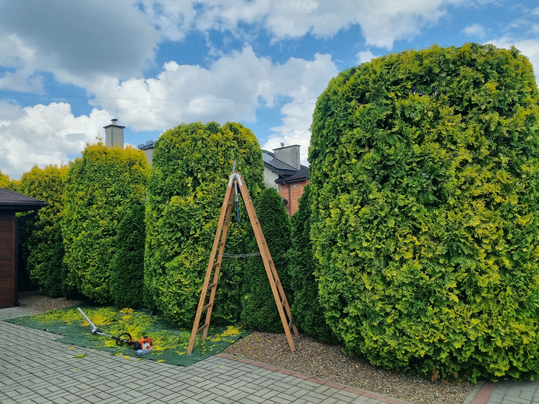Przycięte tuje w ogrodzie, drabina i nożyce do żywopłotu na podłożu, fragment kostki brukowej i błękitne niebo z chmurami w tle. Prace ogrodowe w słoneczny dzień.