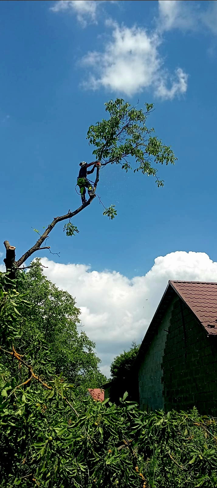 Arborysta w uprzęży tnie gałęzie drzewa piłą spalinową na tle błękitnego nieba z chmurami i dachu domu. Widoczne ścięte gałęzie u dołu kadru.