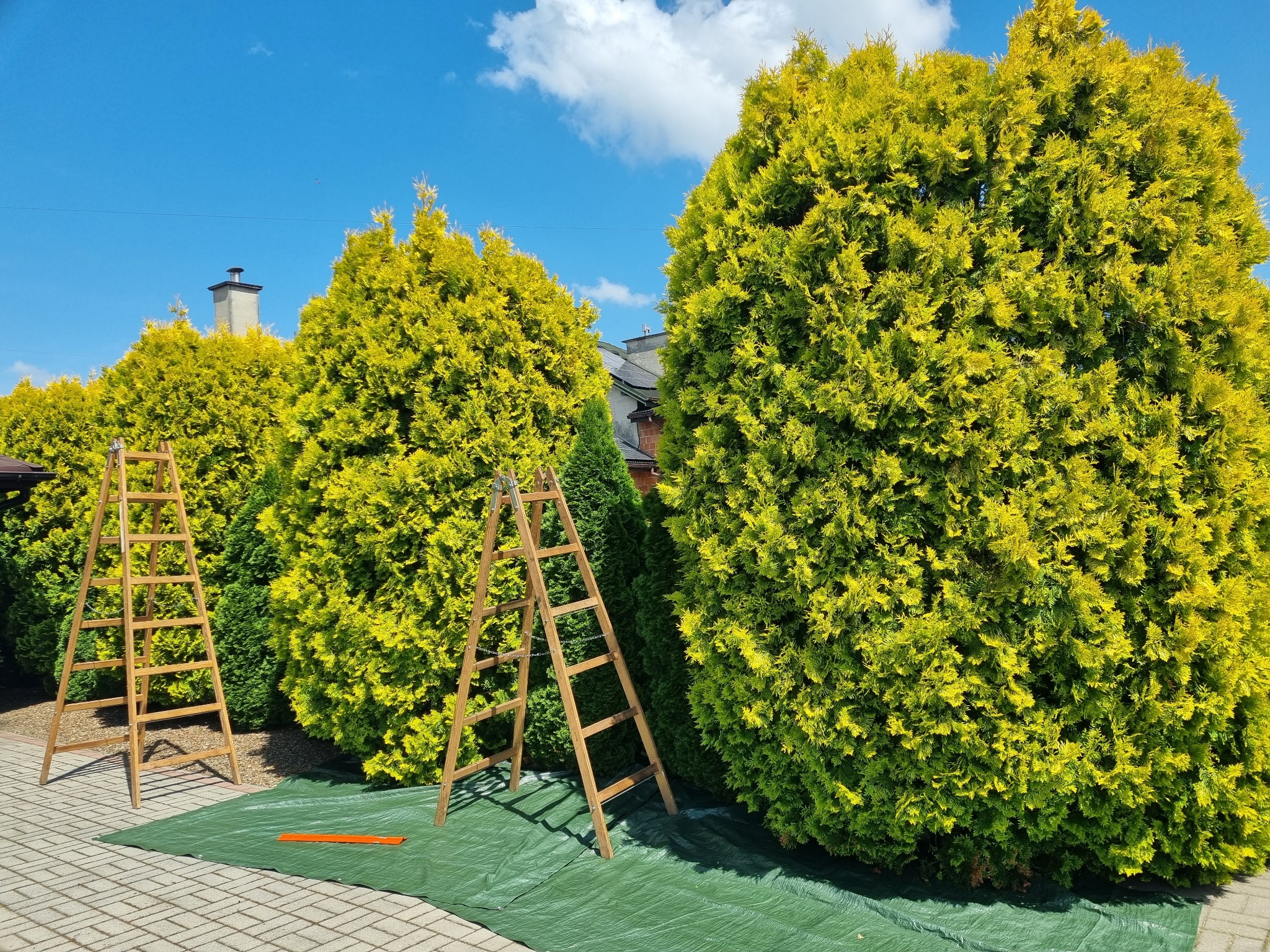 Żółte tuje w rzędzie, przygotowane do formowania, z rozłożoną zieloną plandeką i dwiema drewnianymi drabinami. Błękitne niebo w tle.