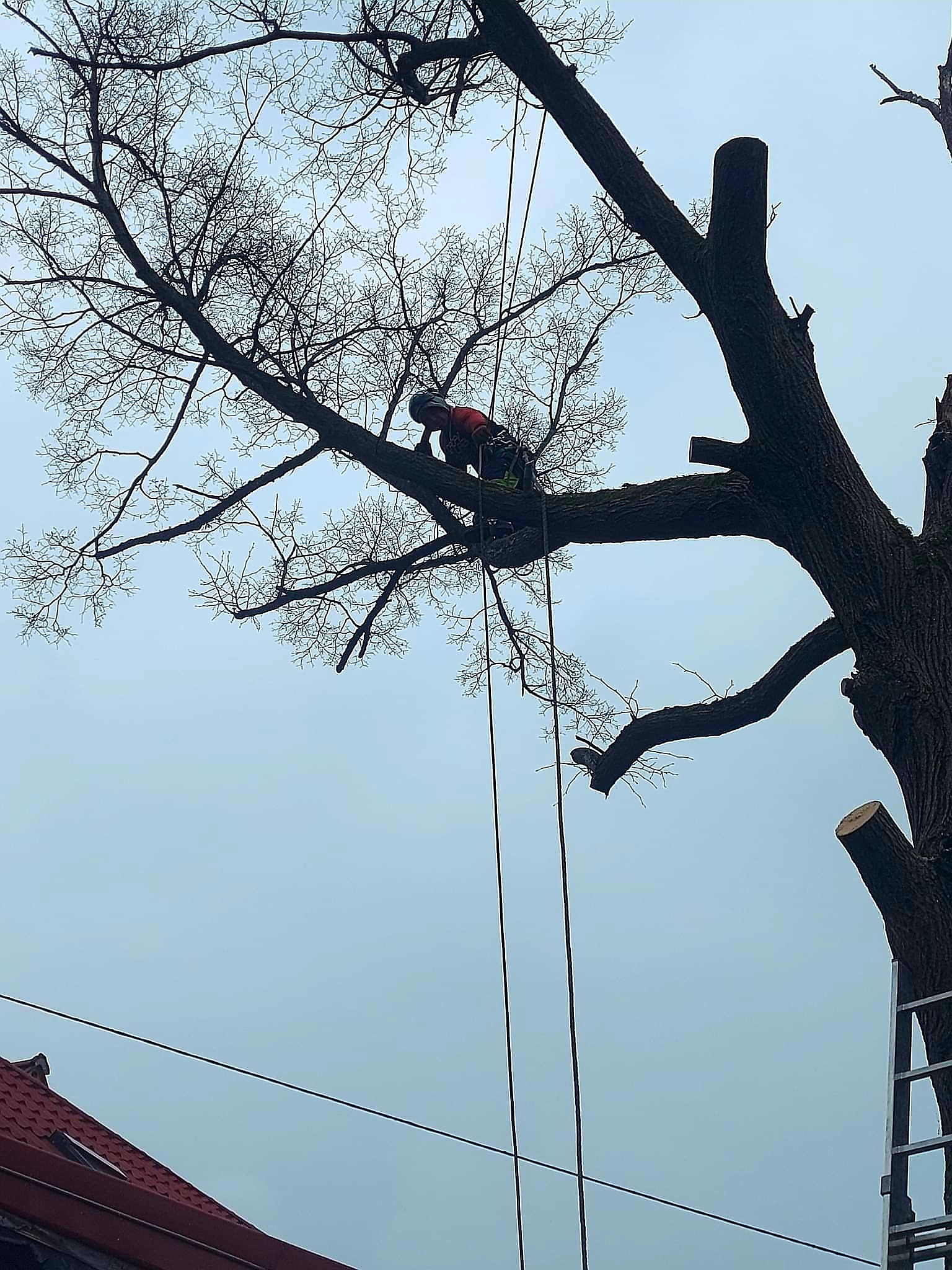 Arborysta w kasku, na linie, przycina gałęzie wysokiego drzewa z drabiny. Widoczne świeżo przycięte konary. W tle pochmurne niebo i fragment dachu budynku.