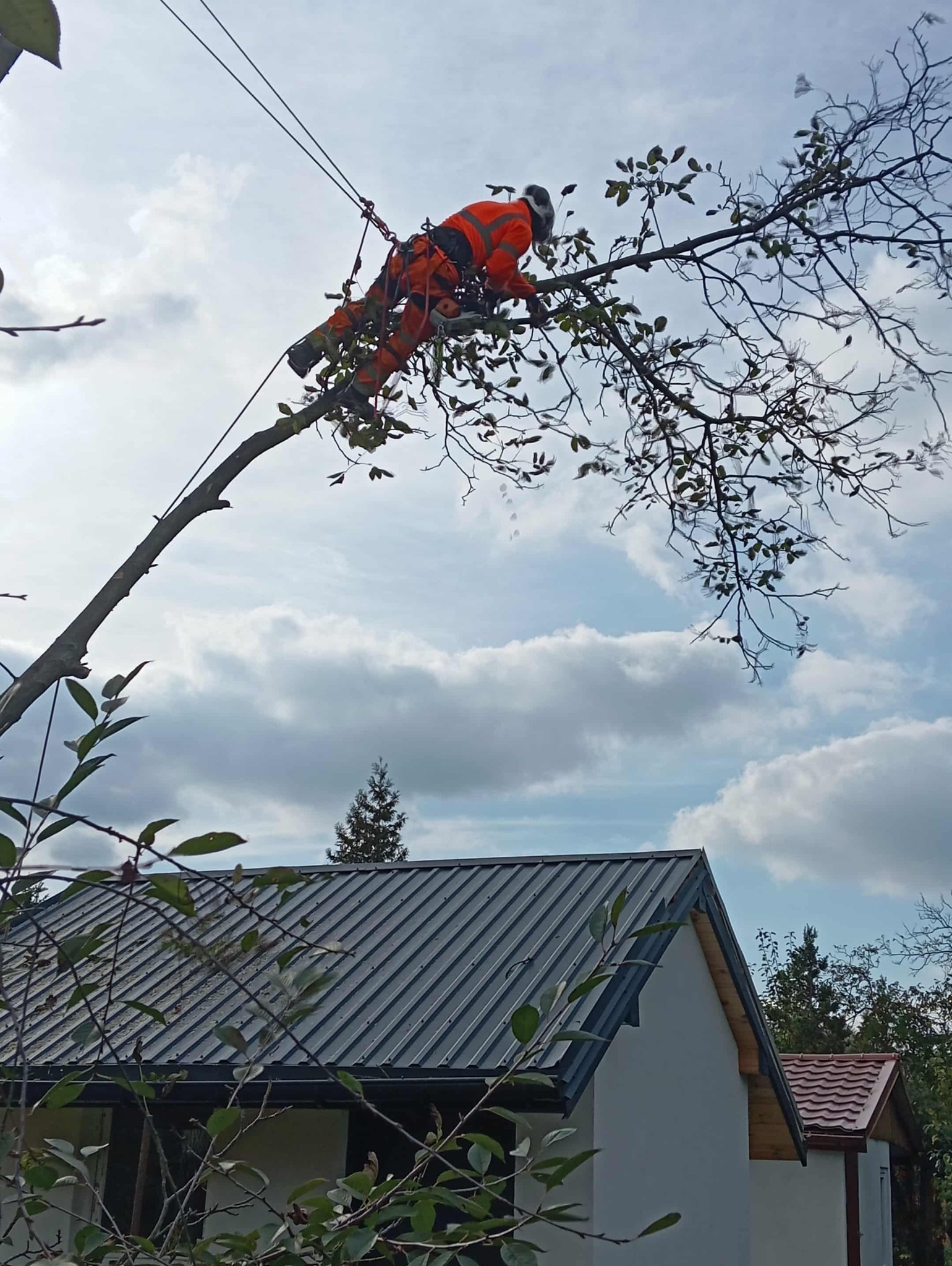Alpinistyczna wycinka orzecha (metodą linową)