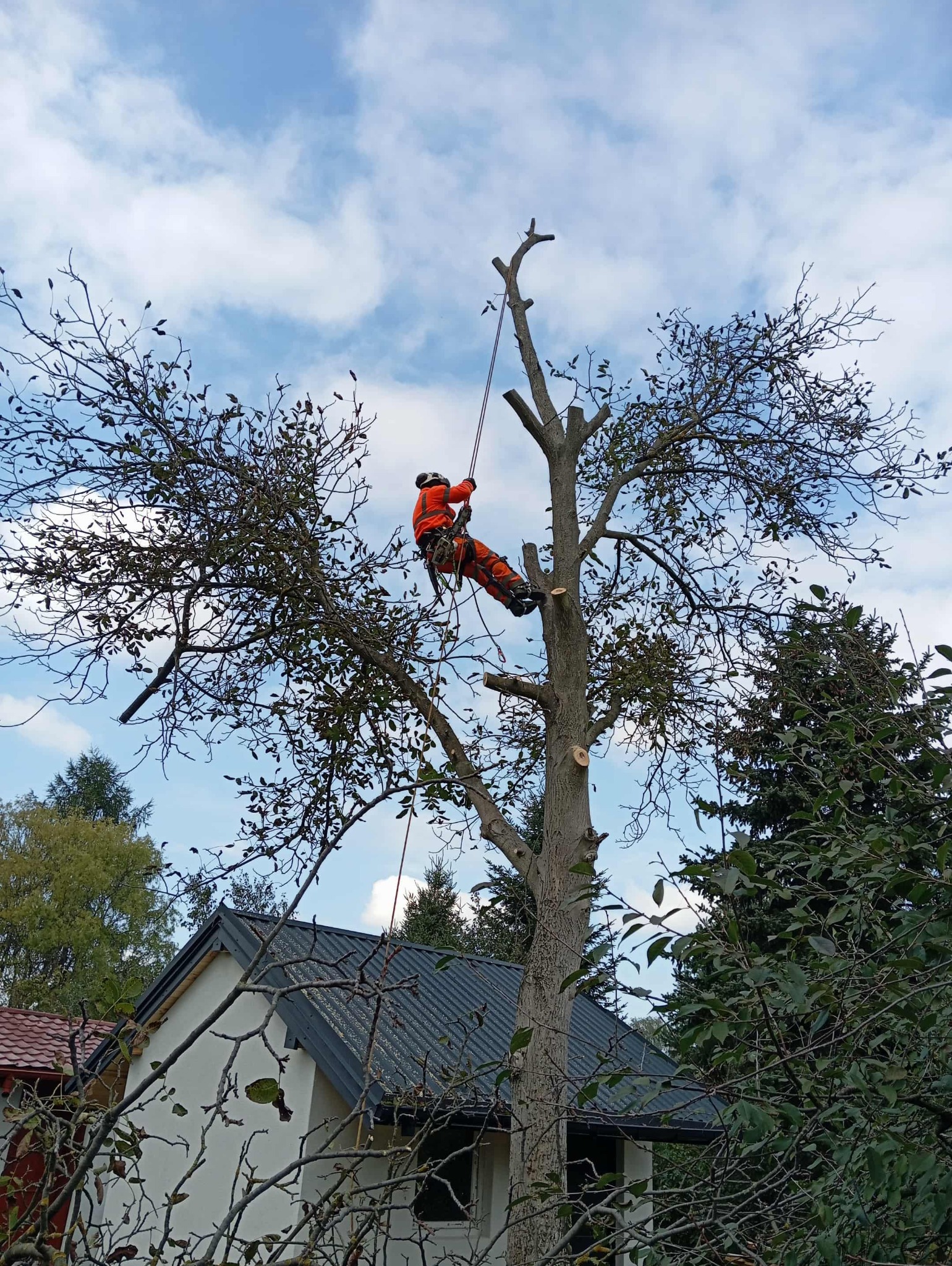 Alpinistyczna wycinka orzecha