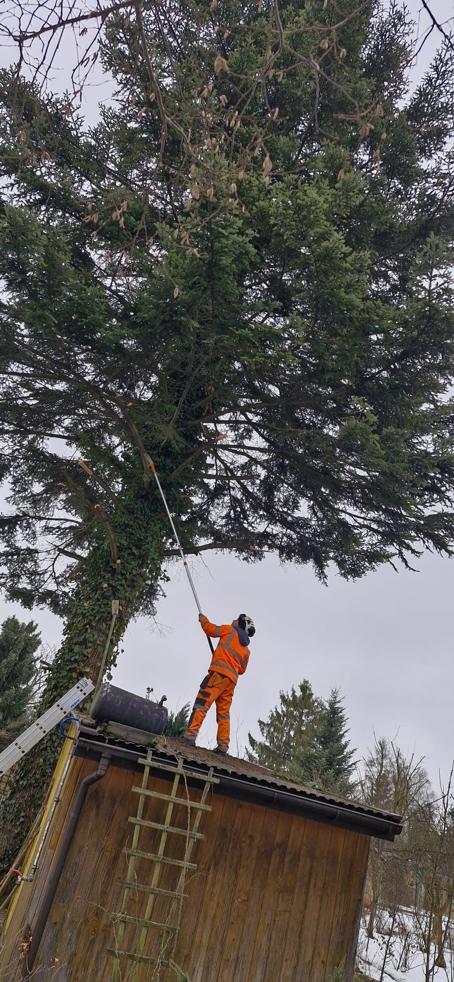 Pracownik w pomarańczowym kombinezonie przycina gałęzie wysokiego drzewa z dachu drewnianego budynku za pomocą teleskopowego sekatora. Drzewo częściowo porośnięte bluszczem.
