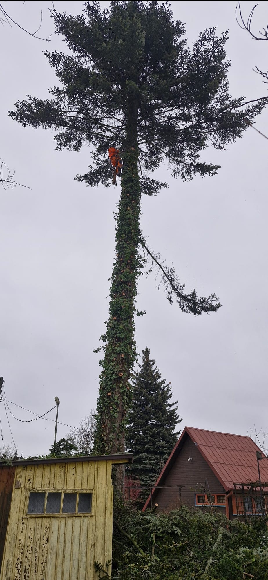 Pracownik w pomarańczowym kombinezonie na wysokości, przy pniu drzewa obrośniętego bluszczem. W tle budynki i pochmurne niebo.