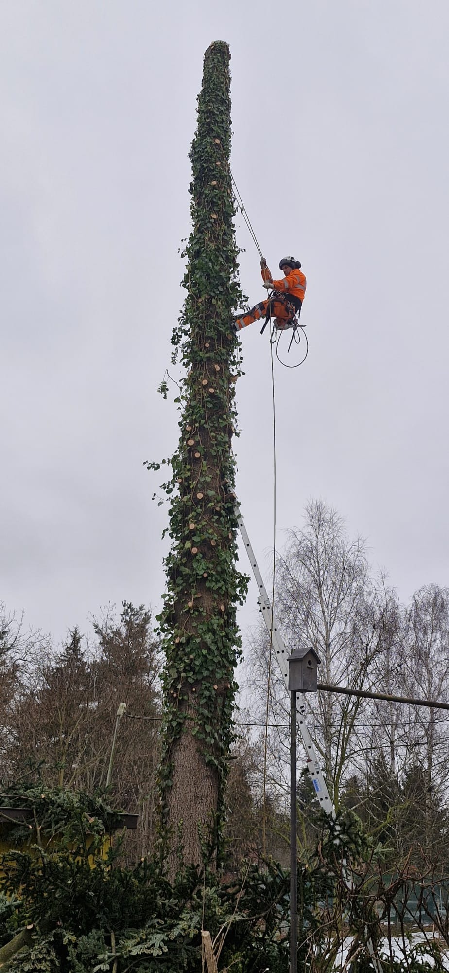 Arborysta w pomarańczowym kombinezonie, na linie, przy pniu drzewa obrośniętego bluszczem, z widocznymi śladami po przycinaniu gałęzi. W tle drabina i budka dla ptaków.