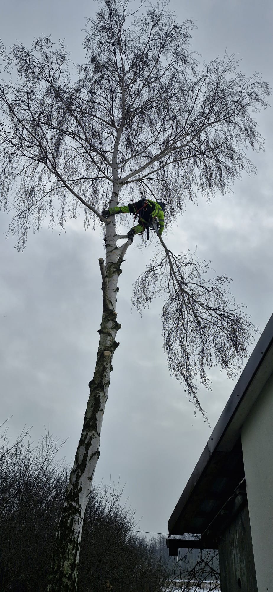 Pracownik w uprzęży, w jaskrawej odzieży ochronnej, przycina gałęzie wysoko na strzelistej brzozie. Widoczne ślady po wcześniejszych cięciach. Pochmurne niebo w tle.