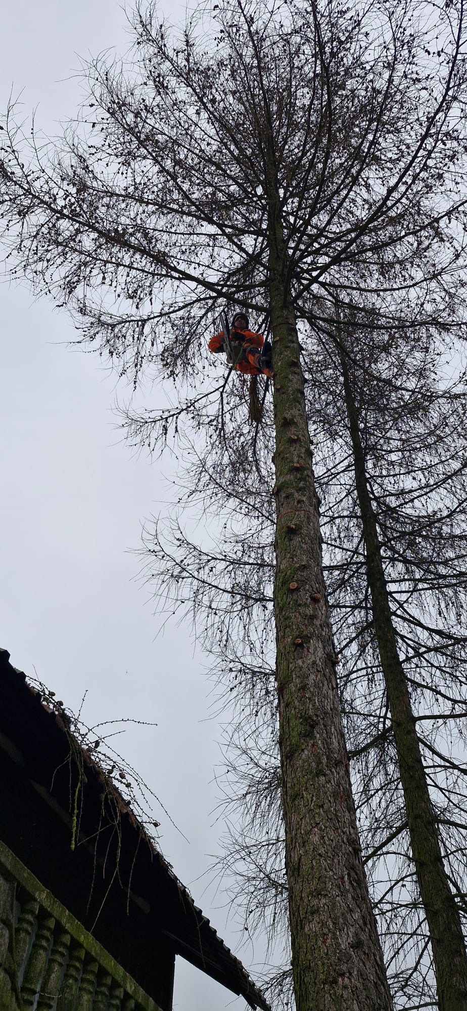 Pracownik w pomarańczowym kombinezonie, zabezpieczony linami, przycina gałęzie wysokiego, uschniętego drzewa. Widok z dołu, pochmurne niebo w tle.