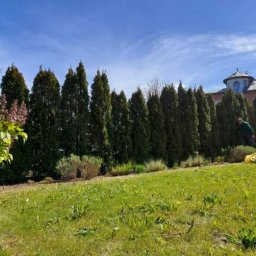 Diuneto - Równy szpaler tuj na tle zadbanego trawnika i domu z wieżyczką, osoba w zielonej koszuli przy pracy, wiosenne słońce.