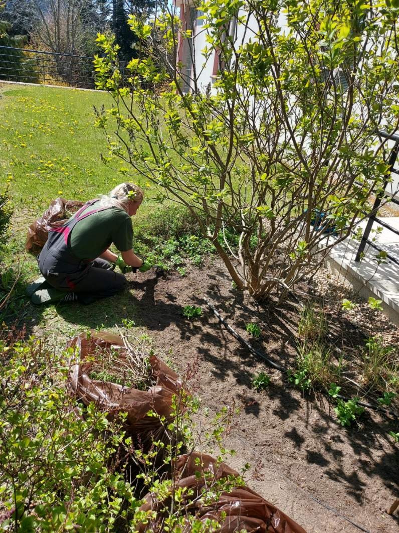 Kobieta w ogrodniczkach, klęcząca obok krzewu, usuwa chwasty z rabaty, obok leżą brązowe worki z odpadami roślinnymi, w tle trawnik i budynek.