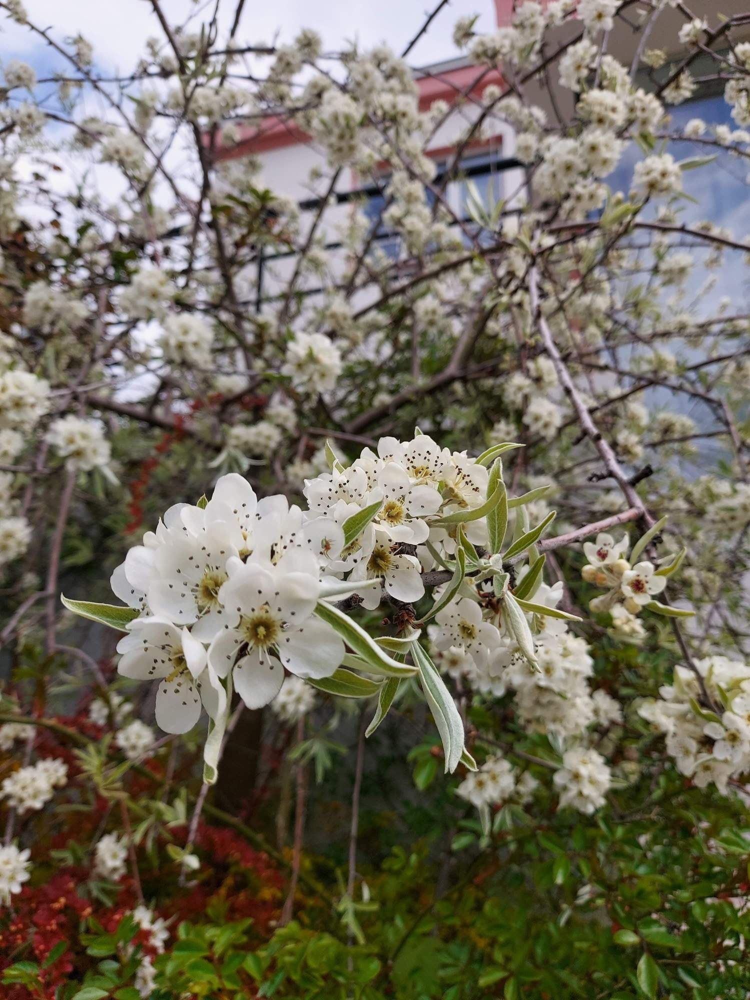 Kwitnąca gałąź drzewa owocowego z białymi kwiatami i zielonymi liśćmi na tle rozmytego budynku i innych gałęzi.