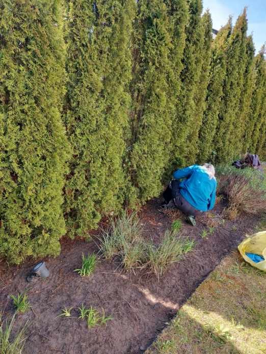 Kobieta w niebieskiej kurtce pielęgnuje rabatę kwiatową u podnóża wysokich, gęstych tuj w ogrodzie, widoczne narzędzia i torba ogrodnicza.