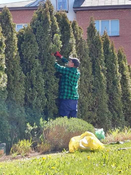 Mężczyzna w kraciastej koszuli przycina wysokie tuje w ogrodzie, widoczny worek na odpady ogrodowe.