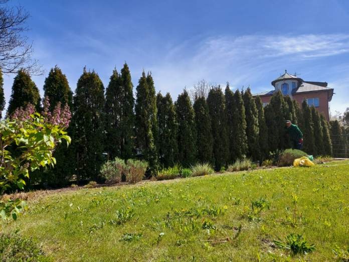 Równy szpaler tuj na tle zadbanego trawnika i domu z wieżyczką, osoba w zielonej koszuli przy pracy, wiosenne słońce.