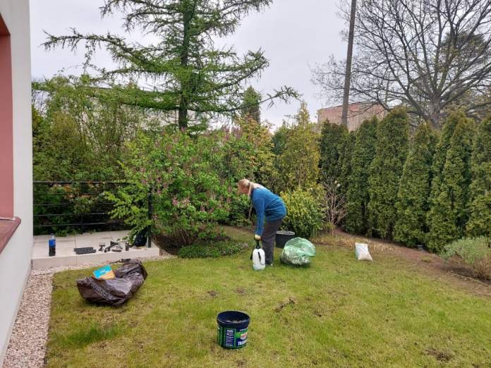 Osoba w niebieskiej bluzie pochylona nad rośliną w ogrodzie, obok wiadro, worek na śmieci i opryskiwacz, w tle tuje i drzewa.