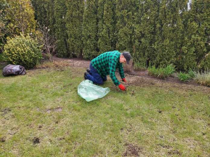 Mężczyzna w zielonej koszuli w kratę na kolanach na trawniku, usuwa chwasty przy użyciu grabek, obok leżą worki na śmieci, w tle żywopłot.