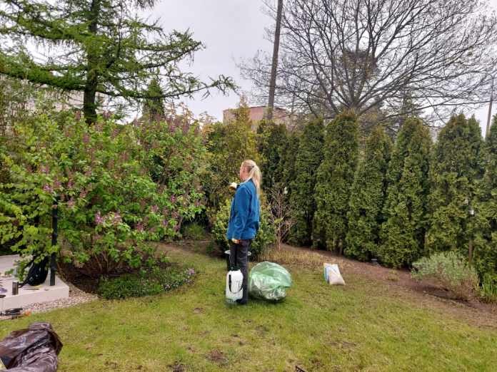 Kobieta w ogrodzie, obok krzewu z fioletowymi kwiatami, trzymająca biały opryskiwacz ciśnieniowy, z workiem foliowym i workiem nawozu na trawniku, w tle rząd tuj.
