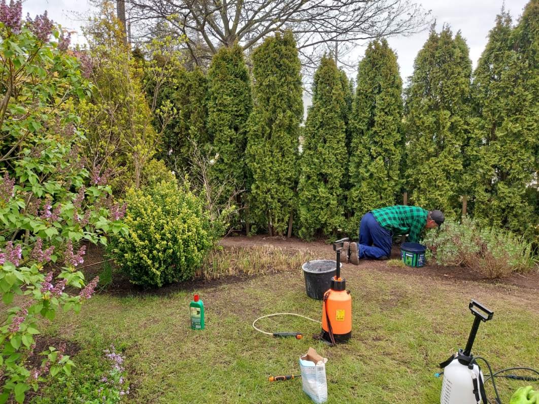 Ogrodnik w Gdańsku pielęgnuje rabatę z tujami, widoczne narzędzia ogrodnicze, opryskiwacz i wiadro.