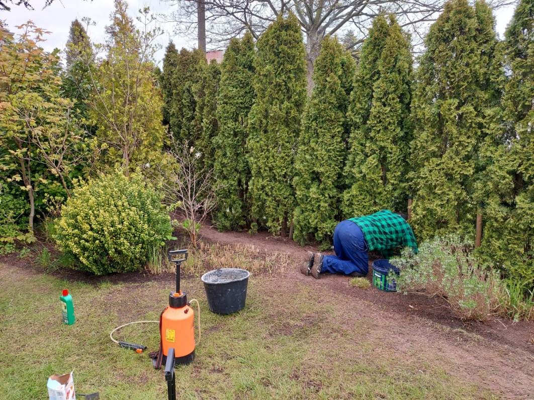 Osoba w zielonej koszuli w kratę klęczy przy żywopłocie z tui, prawdopodobnie wykonując prace pielęgnacyjne; widoczny opryskiwacz, wiadro i inne narzędzia ogrodnicze.