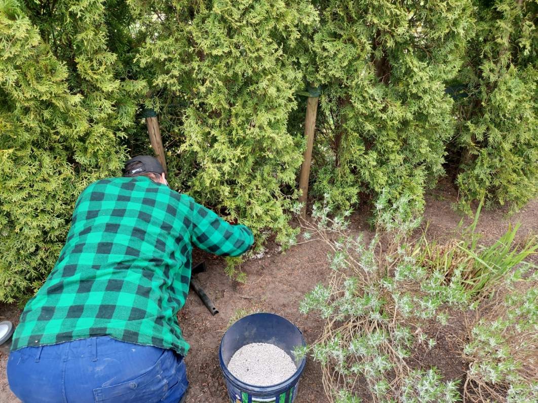 Mężczyzna w zielonej koszuli w kratę podsypuje nawozem rząd tuj podpartych drewnianymi palikami, obok stoi czarne wiadro z granulowanym nawozem.