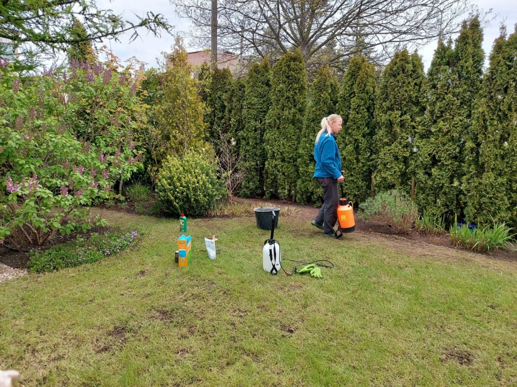 Kobieta w niebieskiej bluzie ciągnie za sobą opryskiwacz ogrodowy na trawniku, w tle rząd tuj i kwitnące krzewy, widoczne narzędzia i środki do pielęgnacji trawnika.